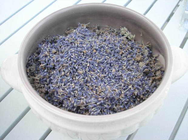 Lavender harvest