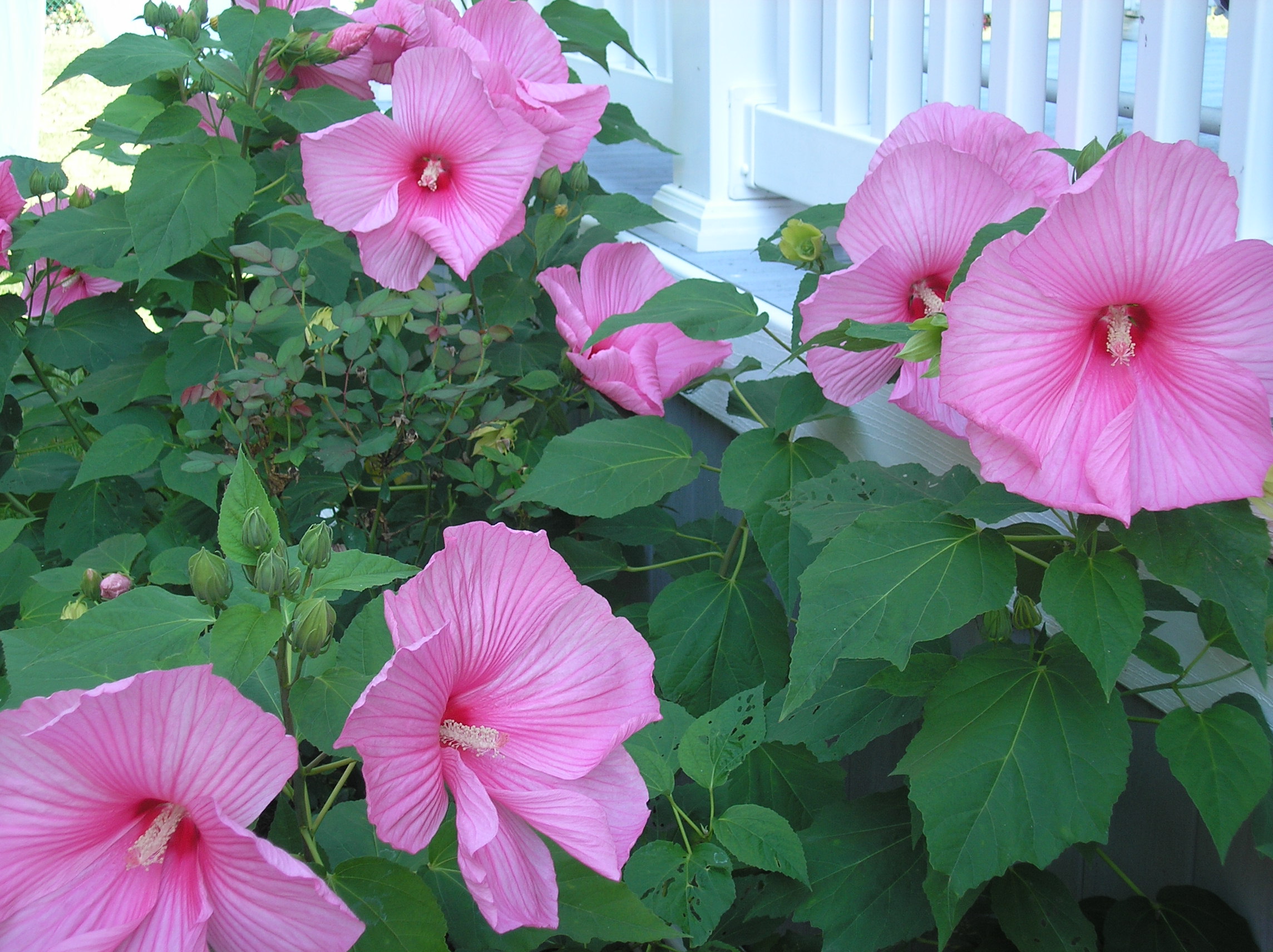 Dinner Plate Hibiscus