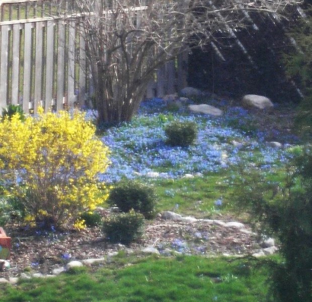 blue flowers and forsythia