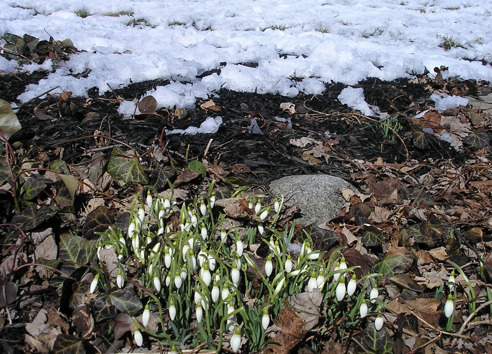 Snowdrops
