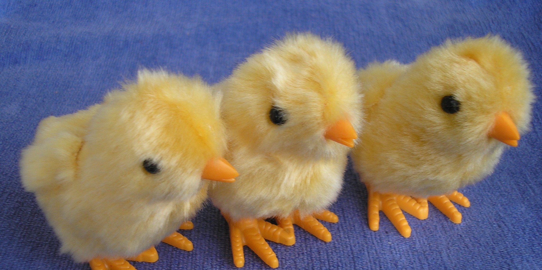 Easter Chicks