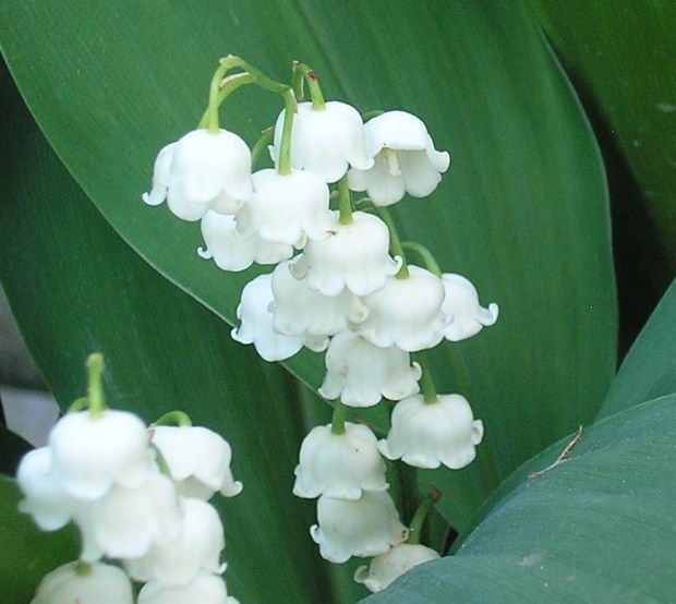 Lily of the Valley