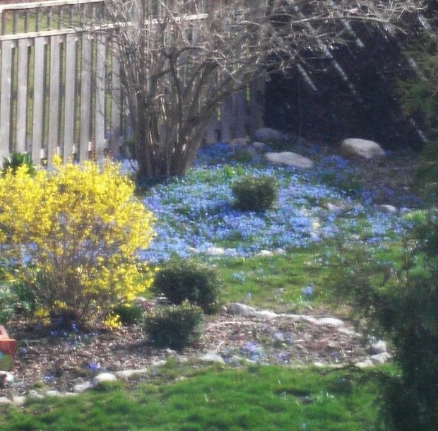 Forsythia and Blue Flowers
