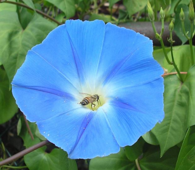 Morning Glory with bee