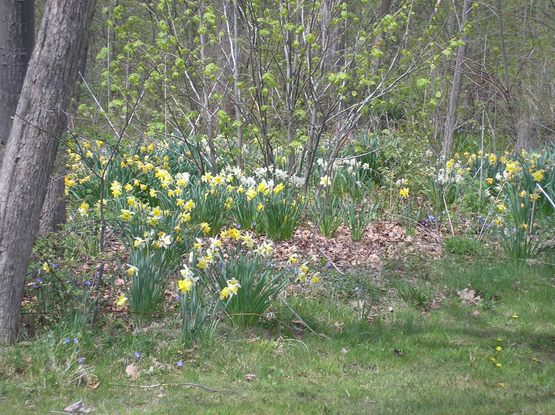 Daffodils