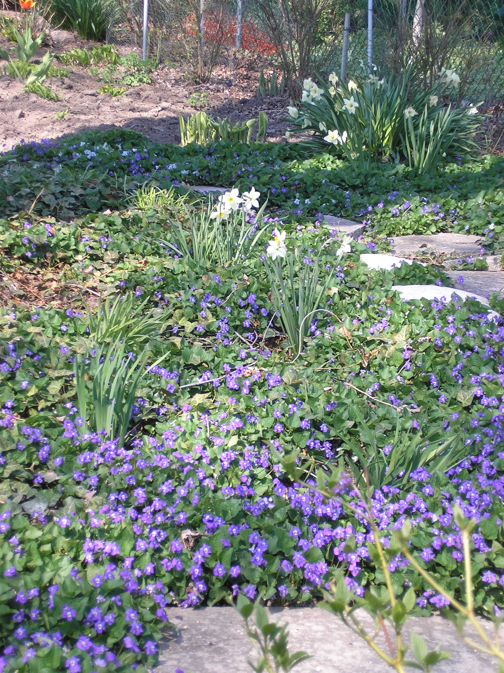 Purple flowers and tulips
