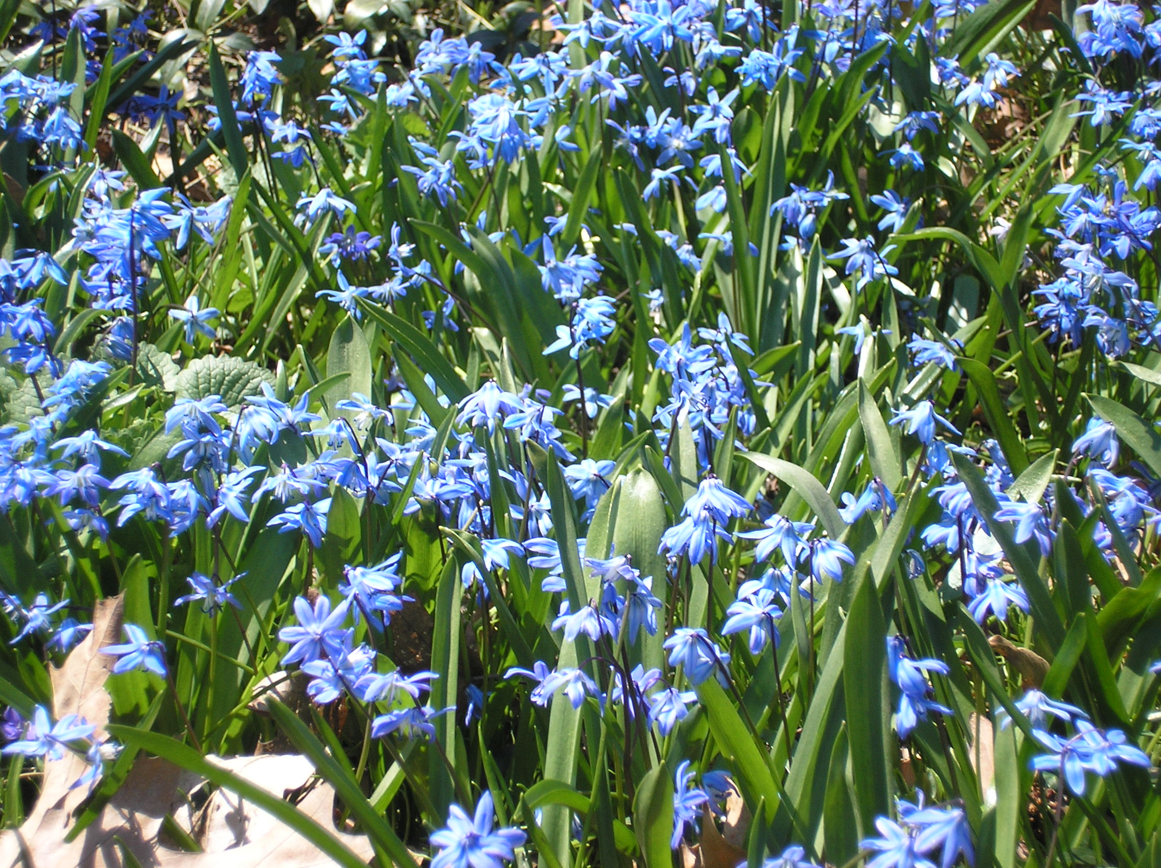 Siberian Squill