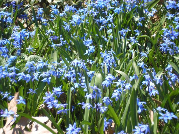 Siberian Squill