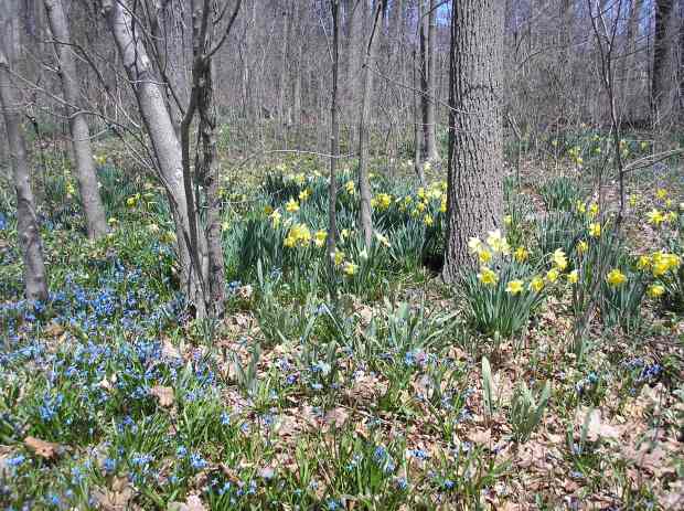 Daffodils &amp; Siberian Squill