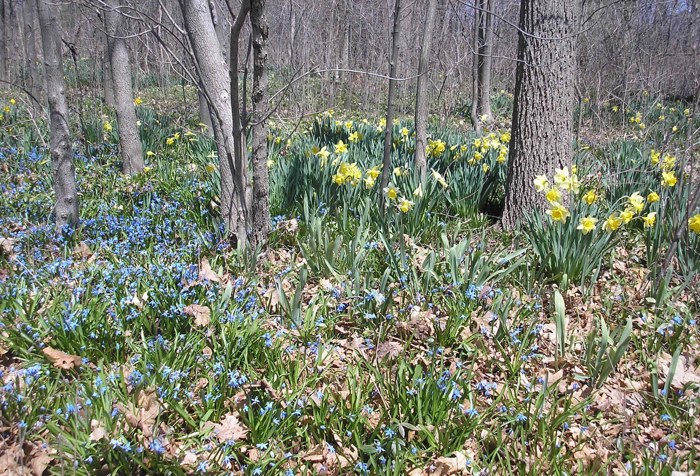 Daffodils &amp; Blue Flowers