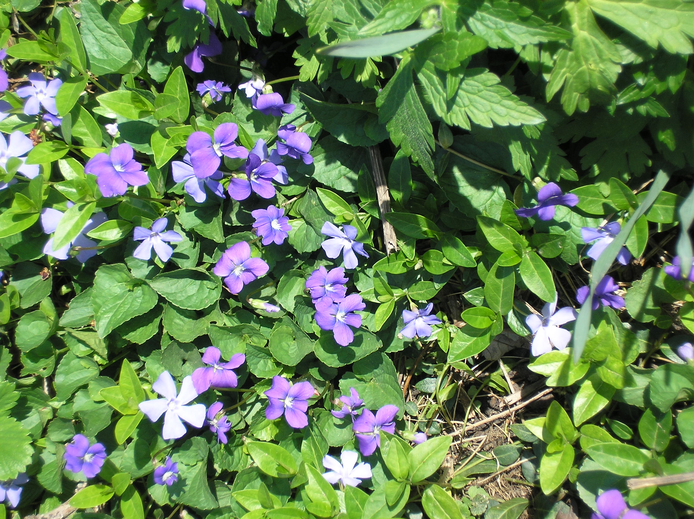 purple vinca