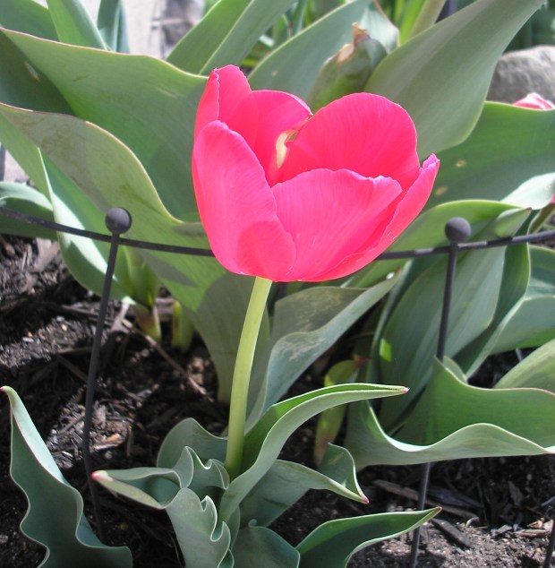 Pink tulip