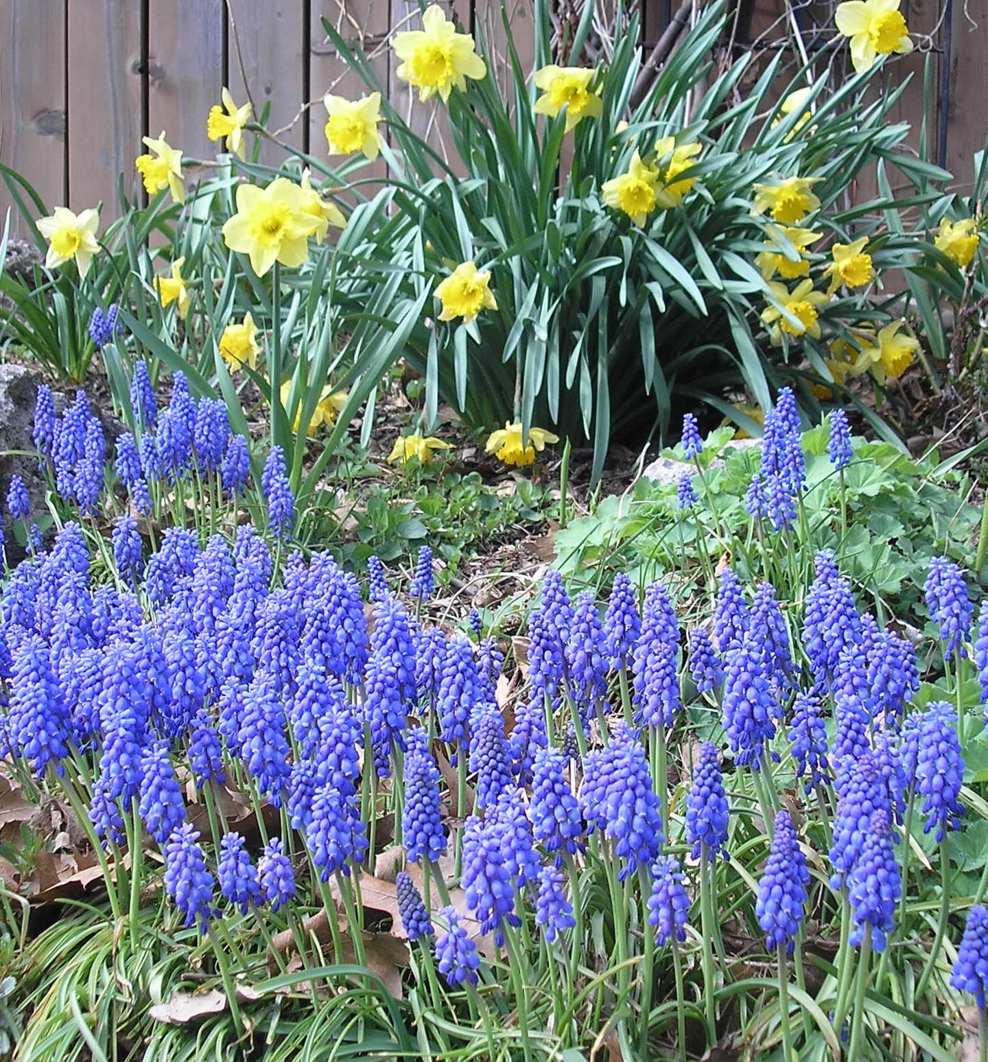 Daffodils and hyacinths