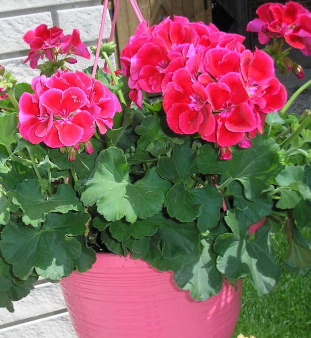Pink Geranium