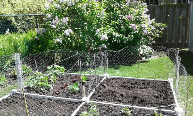 garden squares and lilacs