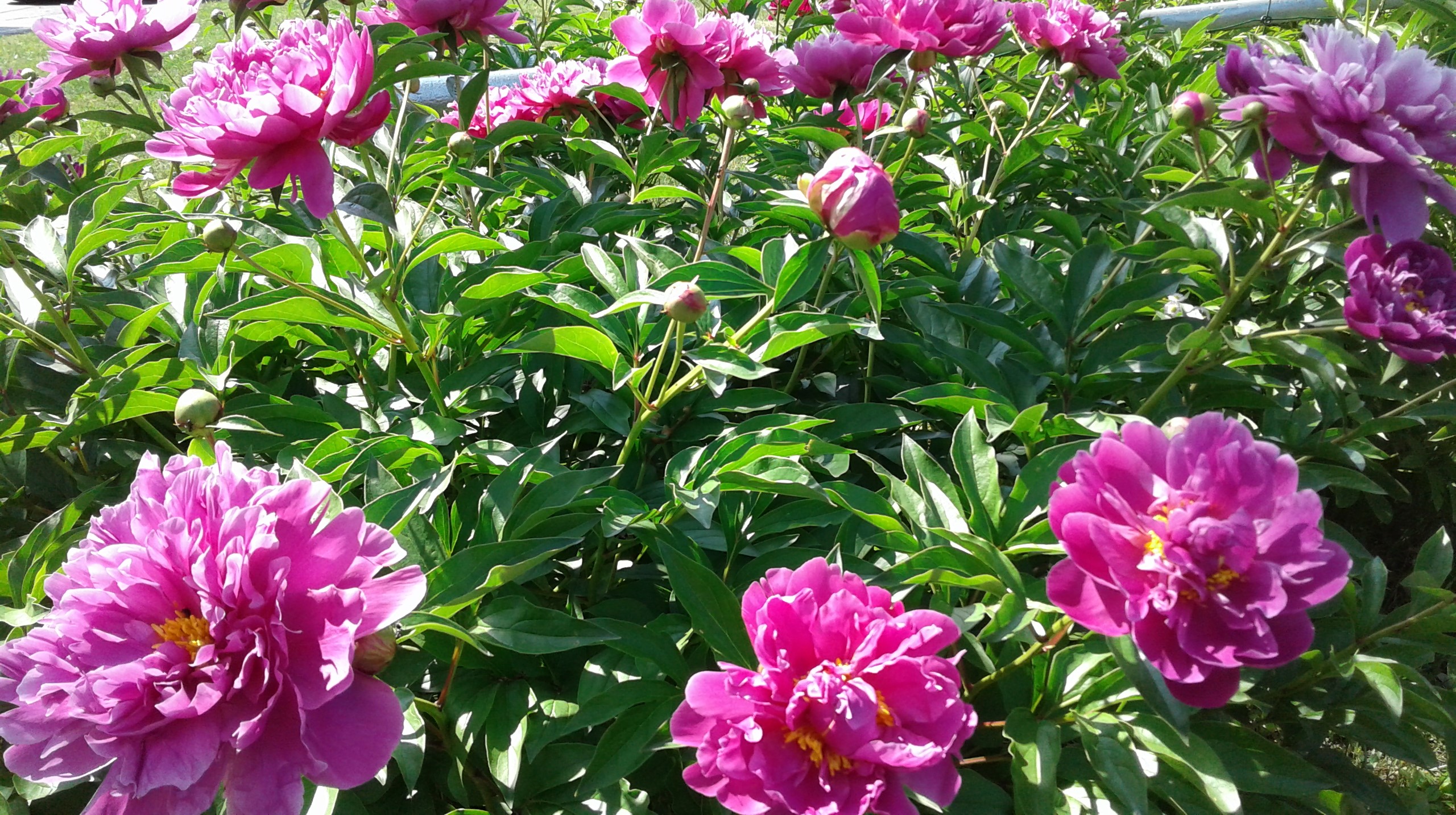 peonies