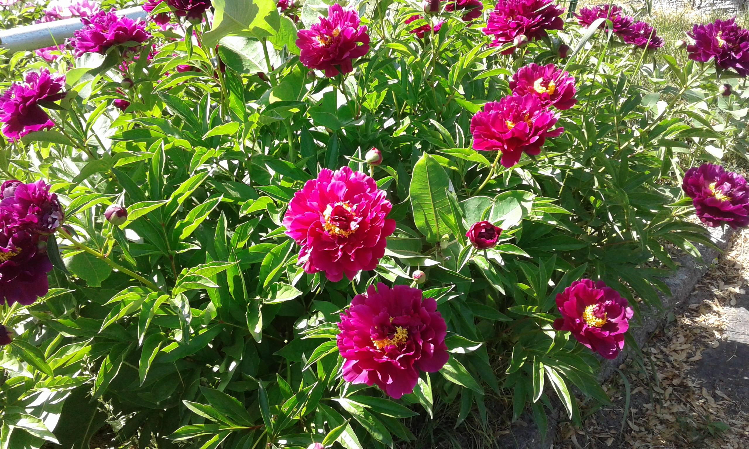 peonies