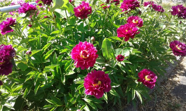 peonies