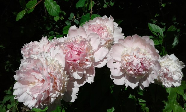 my pale pink peonies