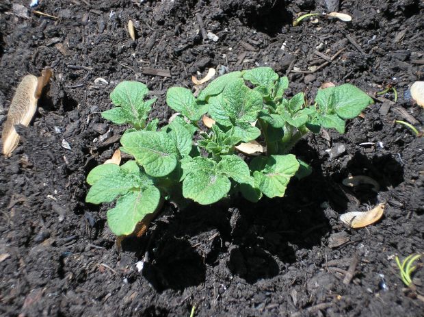 Potato Plant