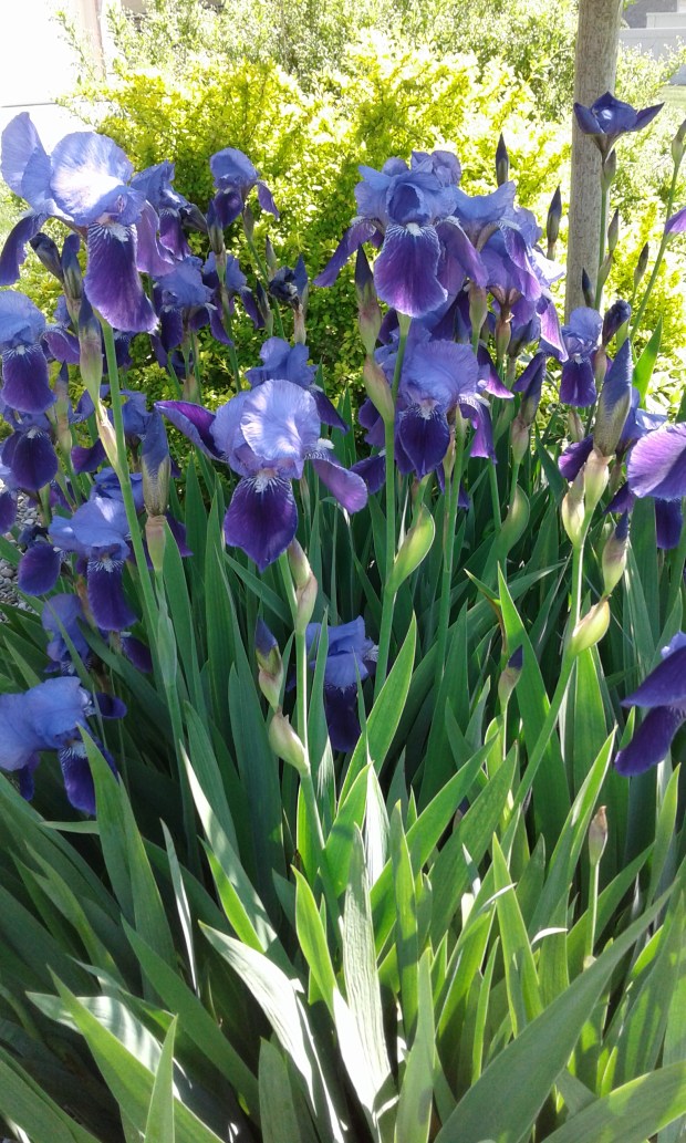 Purple Iris