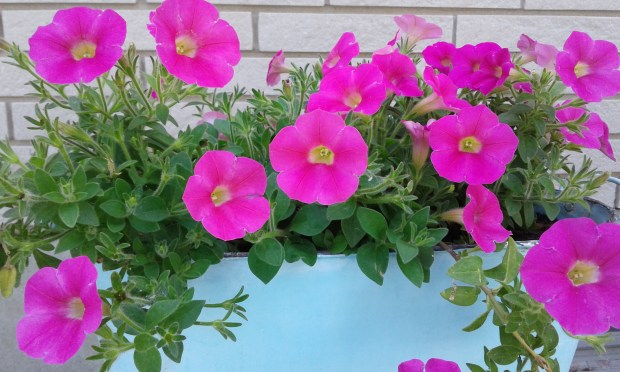 Petunias