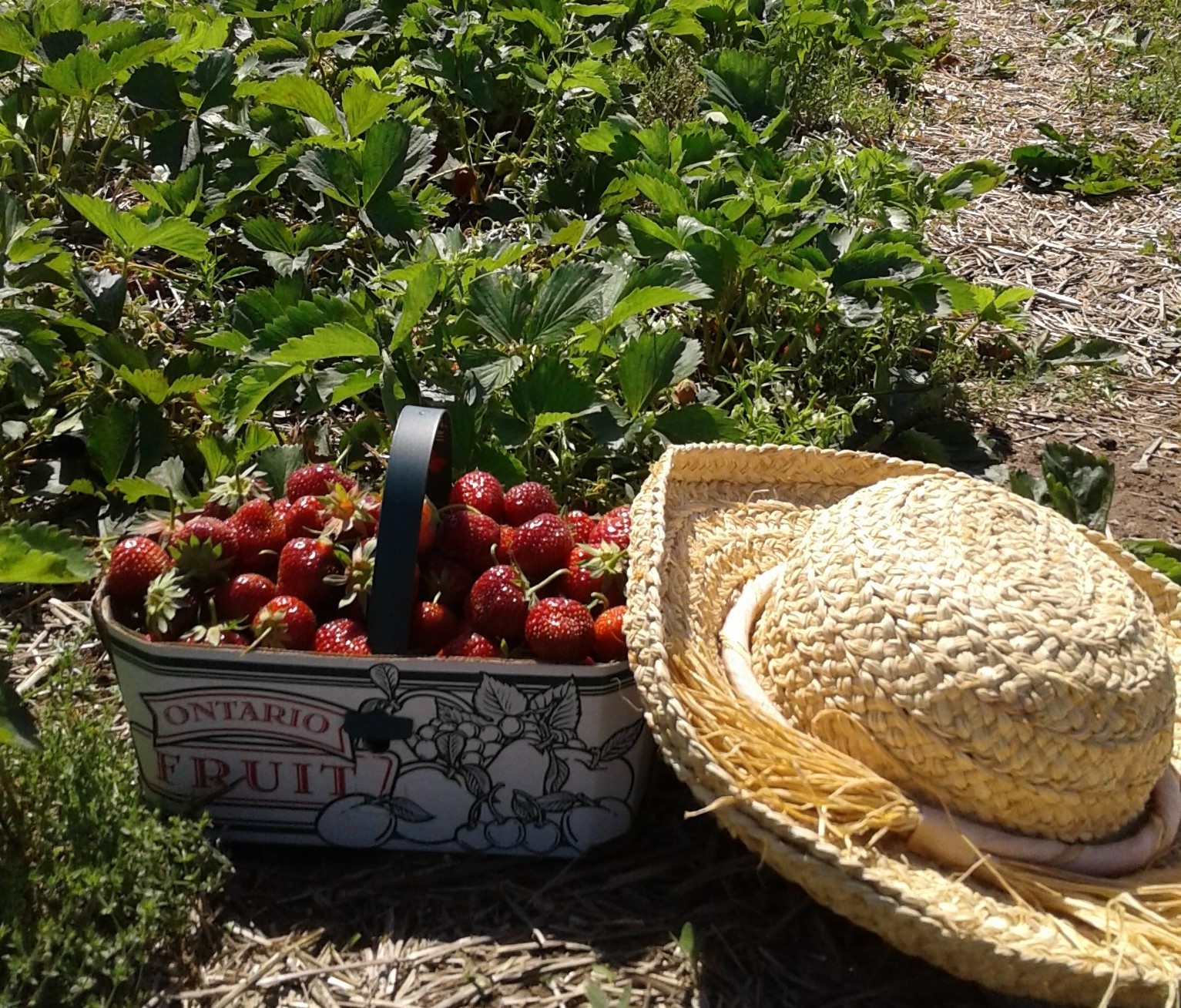 strawberry picking