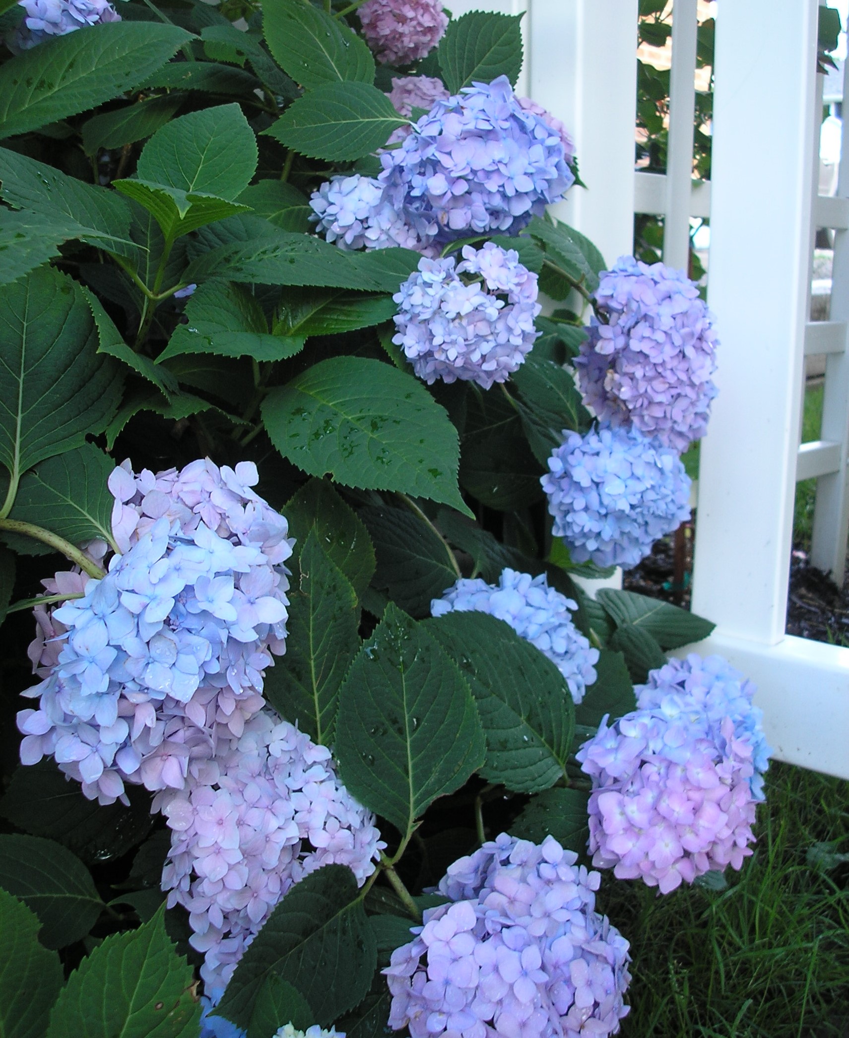 hydrangeas