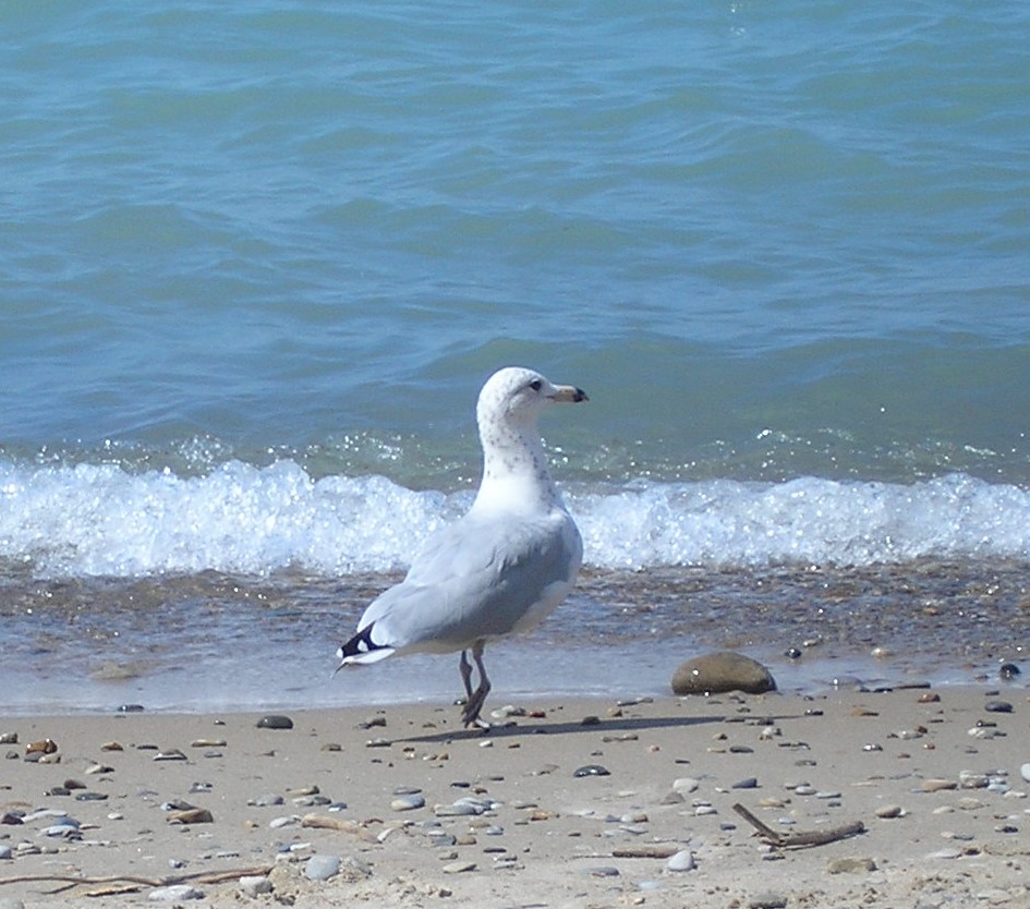 seagull