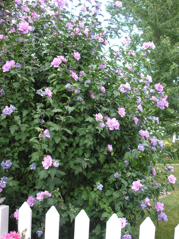 lavender rose of sharon