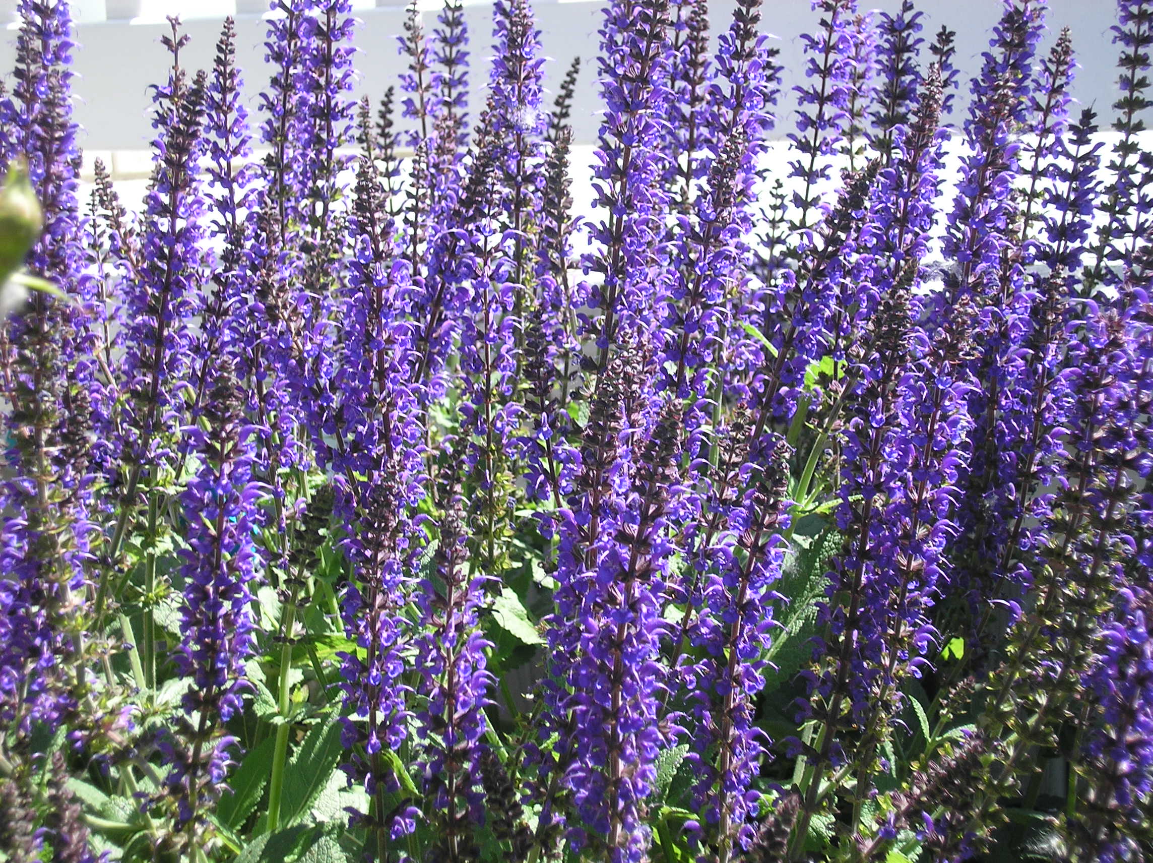 purple salvia