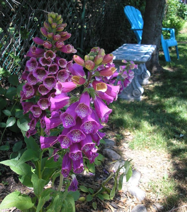 purple foxglove