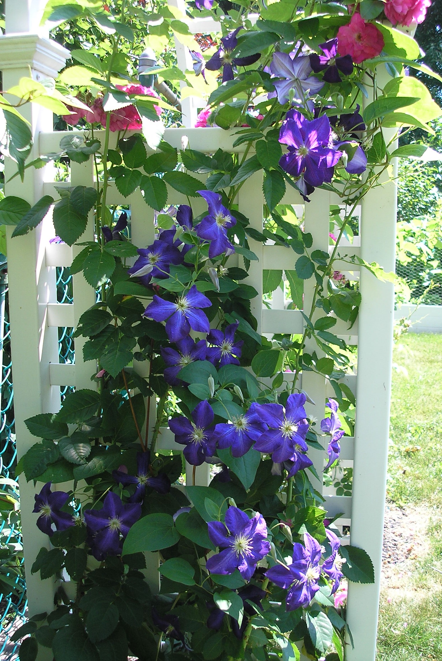 purple clematis