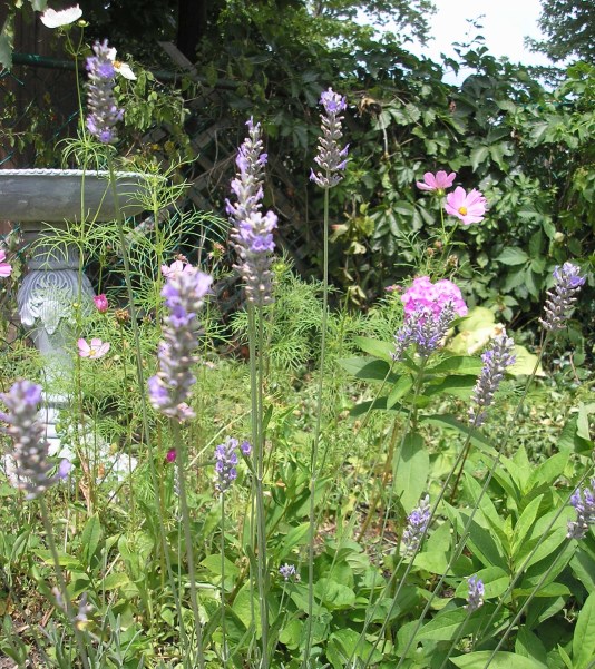 Lavender and bird bath