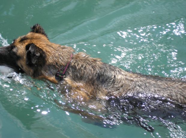 dog swimming