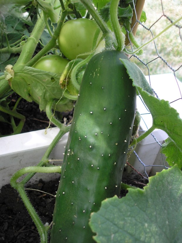cucumber