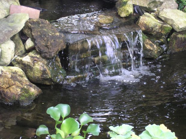 lily pond waterfall