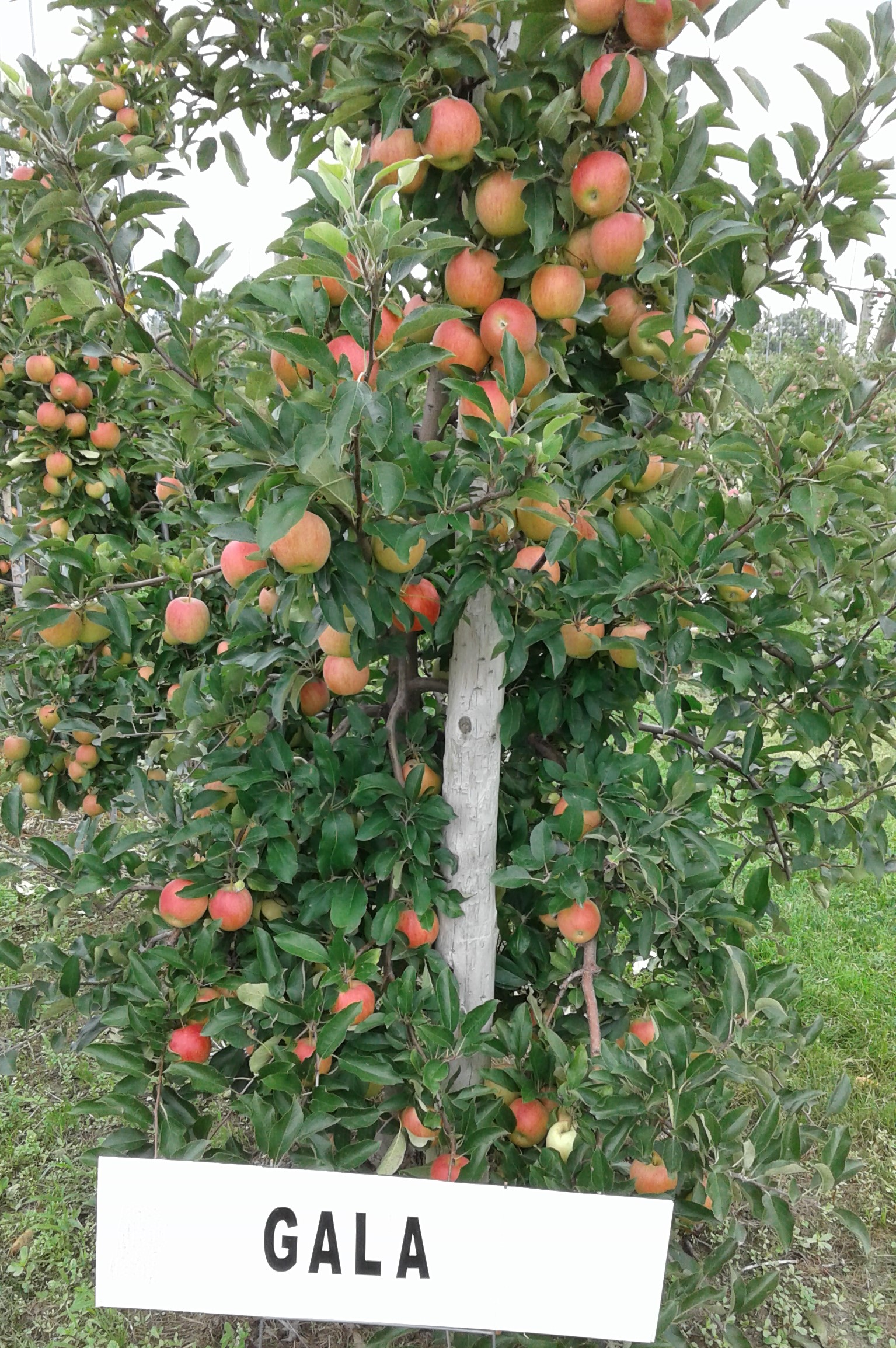 Gala Apples