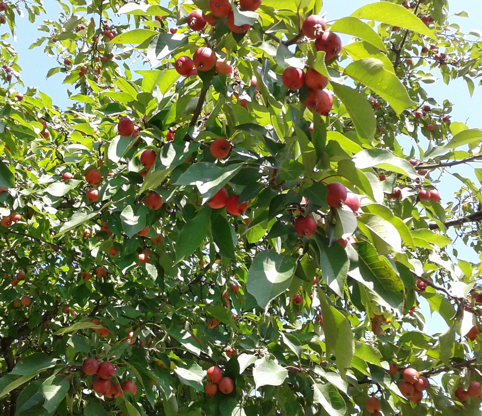 crabapples