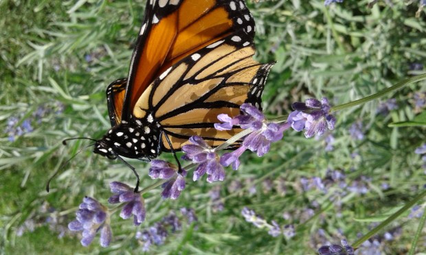 monarch