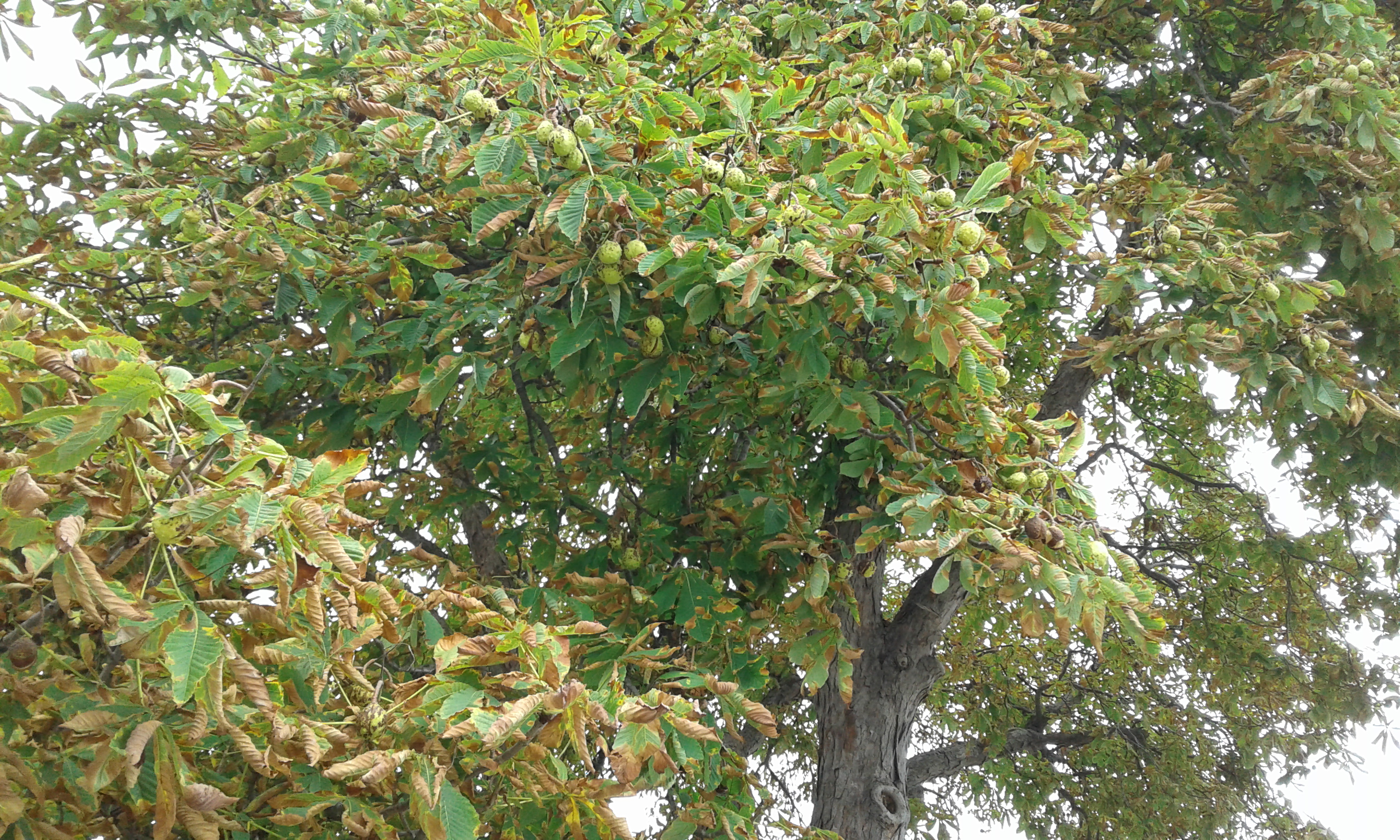 chestnut tree