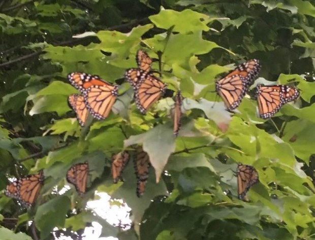monarchs