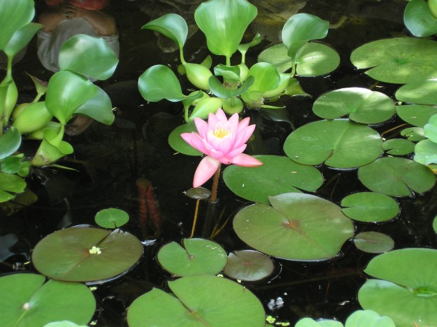pond lily