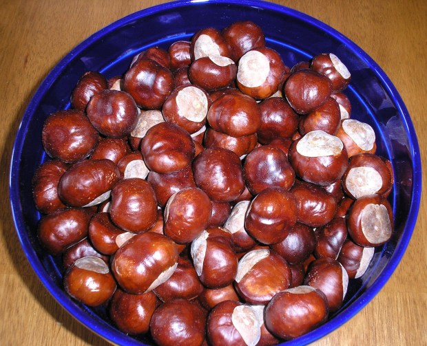 chestnuts
