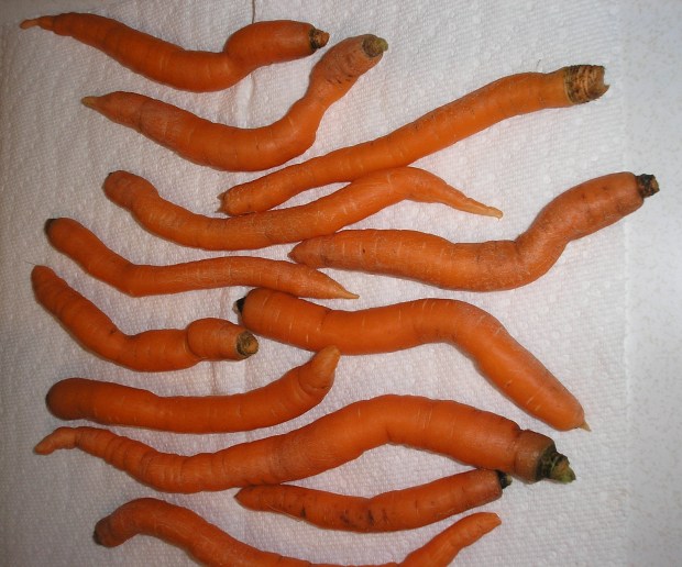 carrots