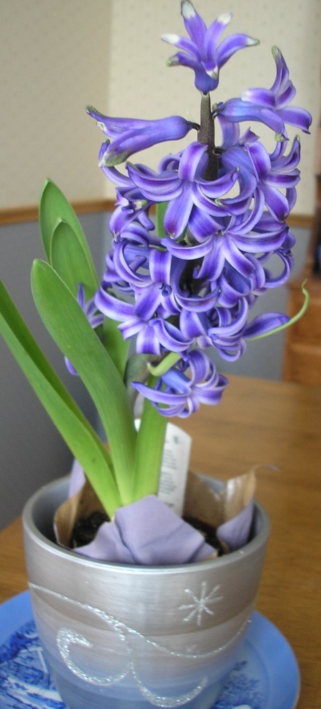 hyacinth