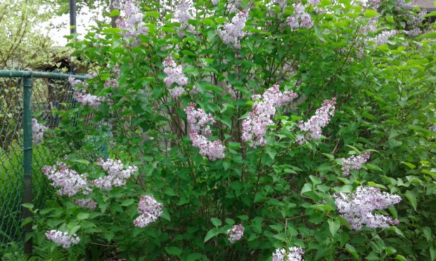 Lilacs