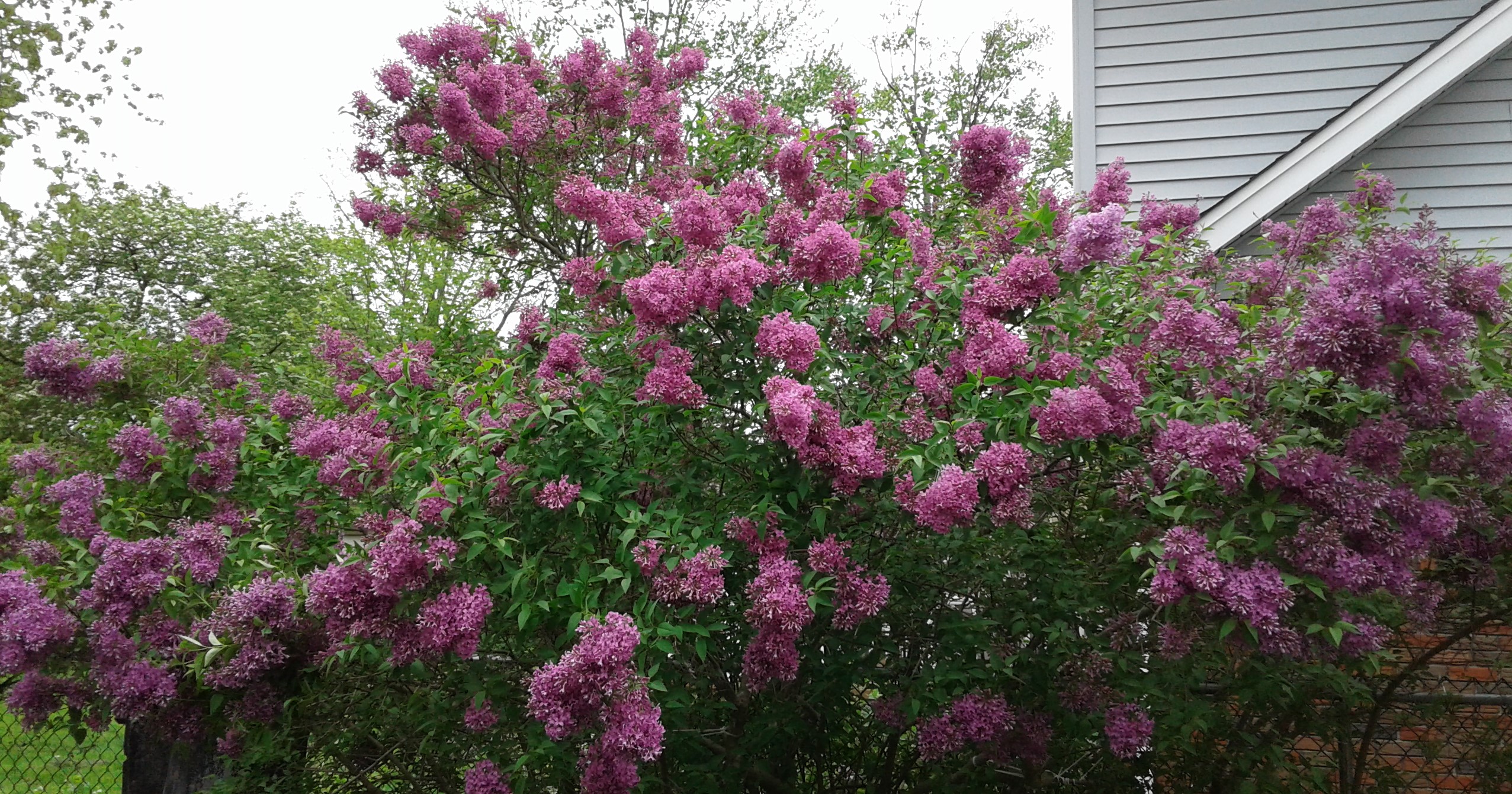 lilacs