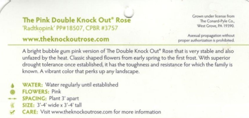 Knock OUt Roses 2 (4)