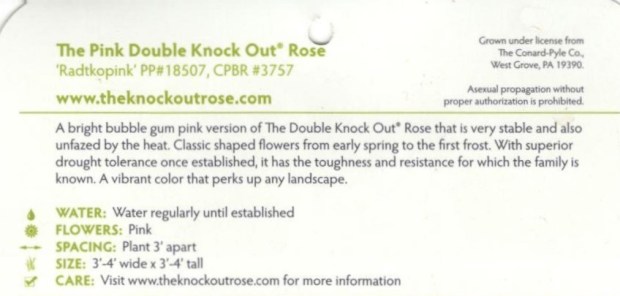 Knock OUt Roses 2 (4)